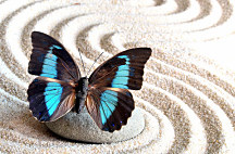 Tapeta Krídla motýľa 29068 - latexová